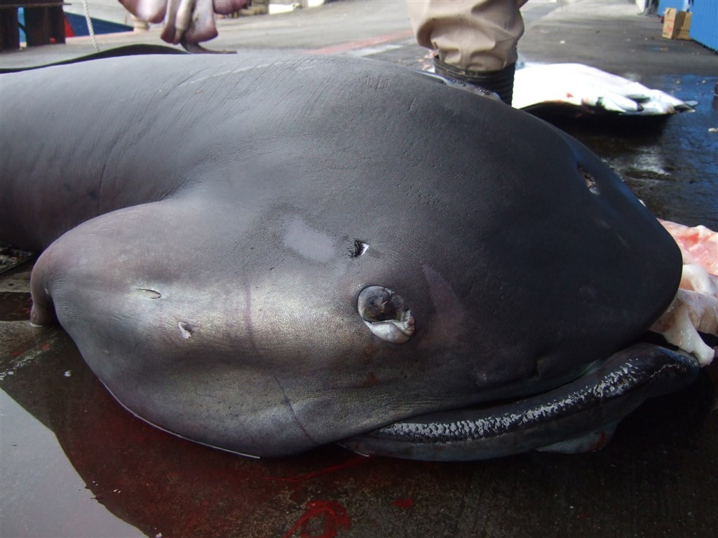 taiwan-to-ban-fishing-of-megamouth-great-white-basking-sharks-padi